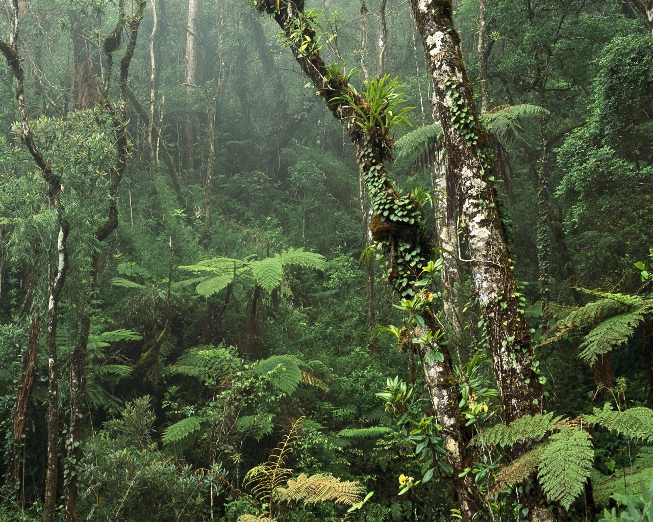 ws_Montane_Rainforest_1280x1024