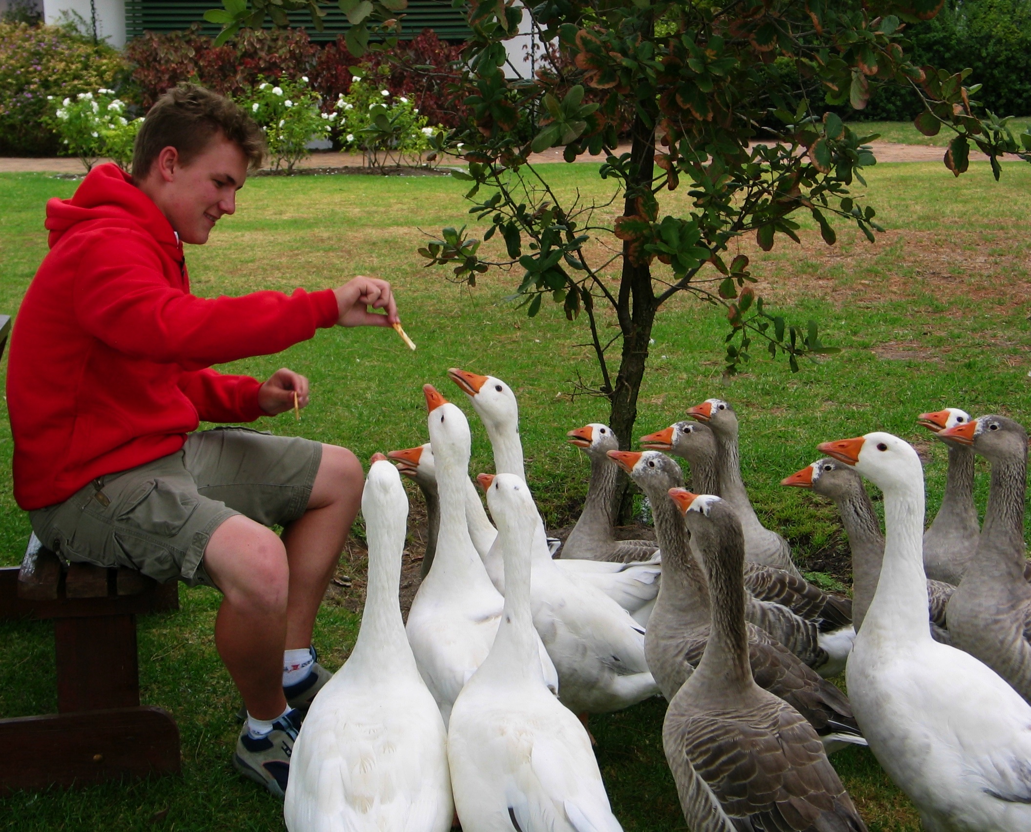 Feeding the Geese