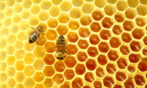 HoneyBees